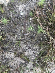 Symphyotrichum dumosum