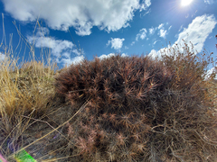 Oxytropis tragacanthoides