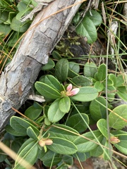 Vaccinium vitis-idaea