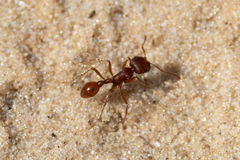 Pogonomyrmex badius