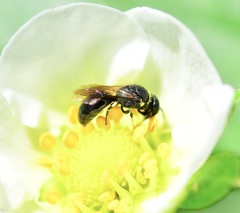 Hylaeus