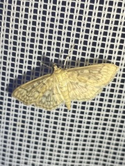 Herpetogramma pertextalis