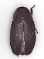 Dermestes maculatus