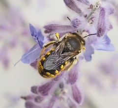 Anthidium manicatum