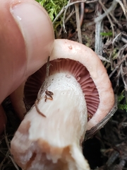 Hygrophorus
