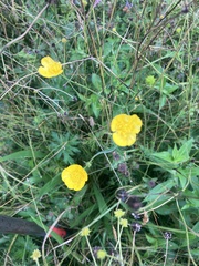 Ranunculus acris