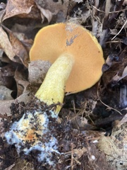 Suillus subaureus