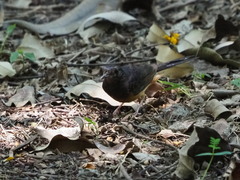 Copsychus malabaricus