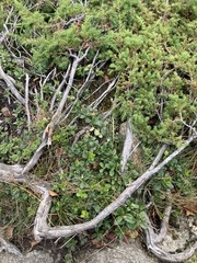Vaccinium vitis-idaea