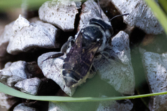 Megachile mendica