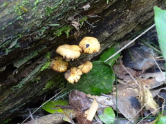 Tubaria rufofulva