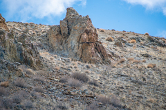 Aegypius monachus