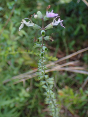 Teucrium canadense