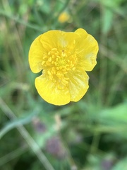 Ranunculus acris