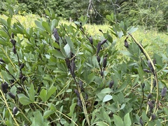 Baptisia australis