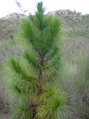Pinus elliottii