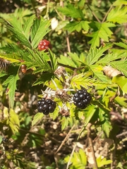 Rubus laciniatus
