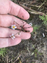 Symphyotrichum dumosum