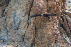 Aegypius monachus