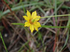 Coreopsis leavenworthii