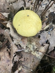 Suillus subaureus