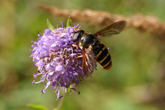 Sericomyia silentis