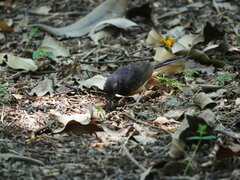 Copsychus malabaricus