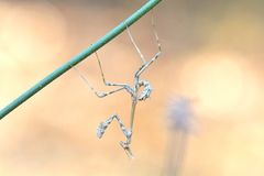 Empusa pennata