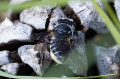 Megachile mendica