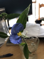 Commelina communis