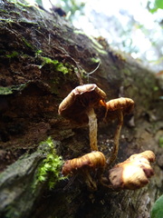 Tubaria rufofulva