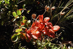 Exobasidium vaccinii-uliginosi