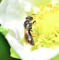 Hylaeus
