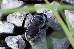 Megachile mendica