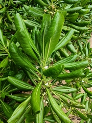 Scaevola taccada