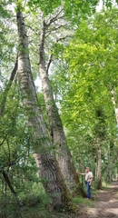 Populus tremula