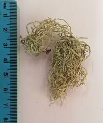 Ramalina erumpens