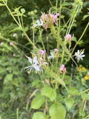 Oenothera gaura