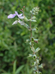 Teucrium canadense