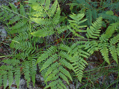 Pteridium