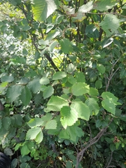 Alnus incana