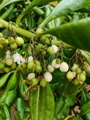 Scaevola taccada