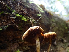 Tubaria rufofulva