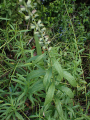 Teucrium canadense