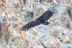Aegypius monachus