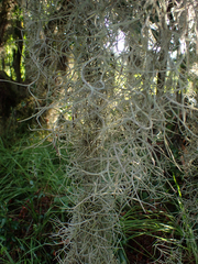 Tillandsia usneoides