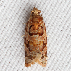 Argyrotaenia tabulana
