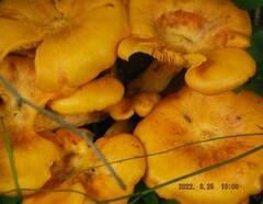 Omphalotus subilludens