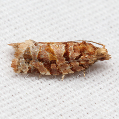 Argyrotaenia tabulana