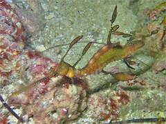 Phyllopteryx taeniolatus